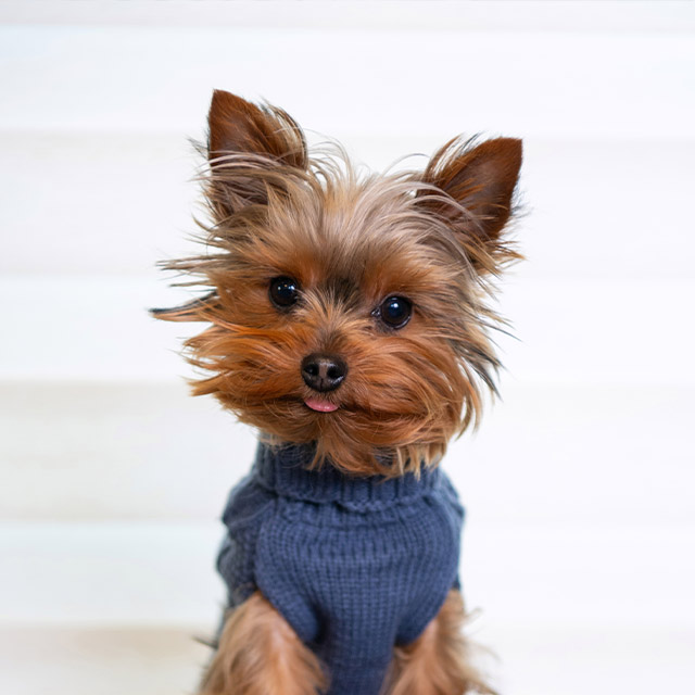 jewel-chief-puppy-timan-and-co jewel chief pup-erations manager timan & co